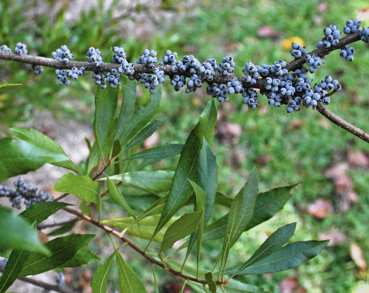 Few Advantages of Wax Myrtle: What is it and Why Use It - Siwa Natural